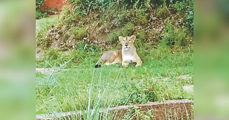 Nahargarh’s ‘pride’ offers hope for lion reintroduction in State