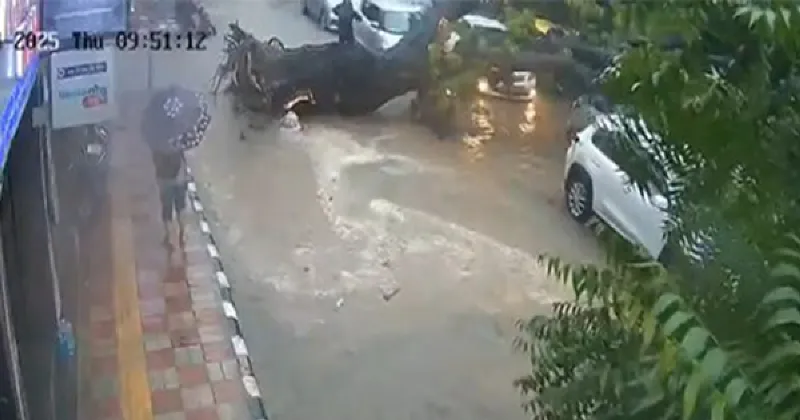 One dead, one injured after a tree fell on two people riding on a motorcycle near Paras Chowk, Kalkaji, New Delhi