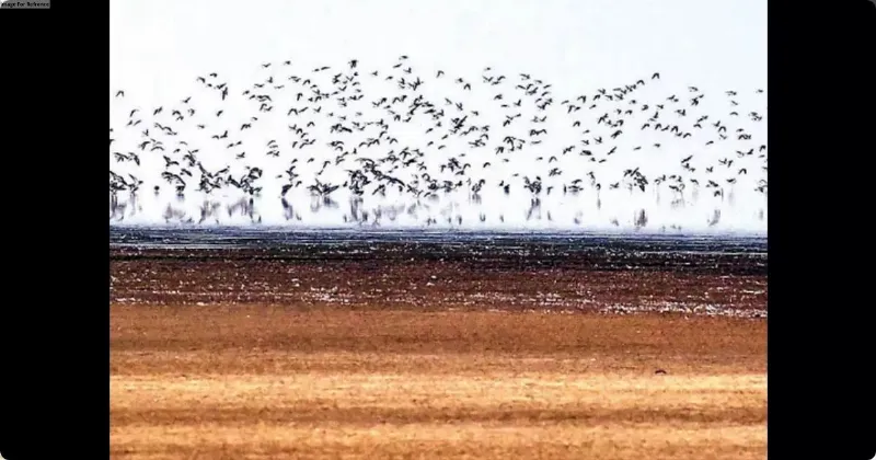 Ten teams formed to take care of migratory birds at Sambhar Lake