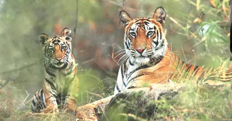 2 tigers from MP, 3 from Maha to roar in Ramgarh and Mukundra