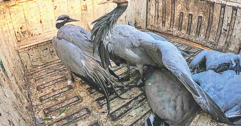 Test results -ve for 18 people exposed to Demoiselle cranes