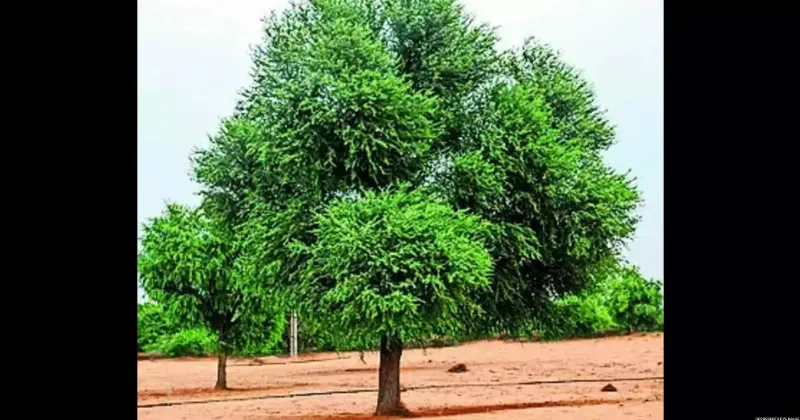 Protest against Khejri tree cutting shuts Bikaner