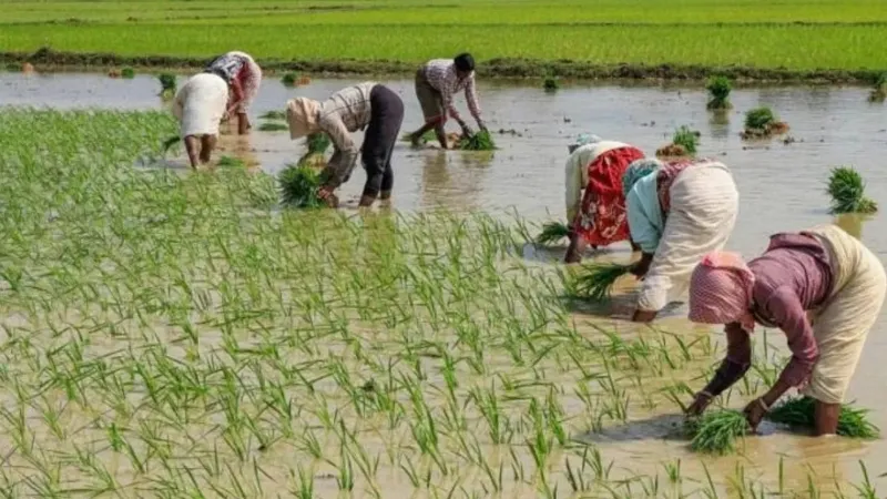 Cabinet approves continuation of PM Fasal Bima Yojana, restructured weather-based crop insurance scheme