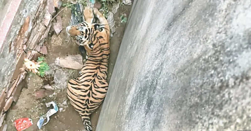 Elusive Sariska tiger ST-2402 on run injures 3 in Dausa, evades capture