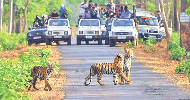 Illegal resorts, New Year parties disrupt life in tiger reserve