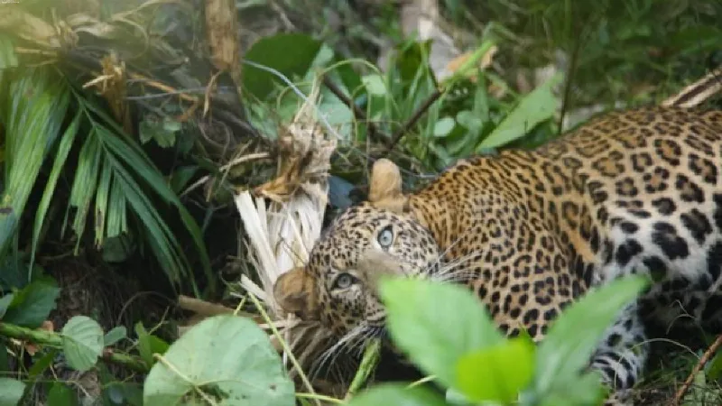 Leopard caught in snare found in Kerala's Kannur, authorities impose prohibitory orders