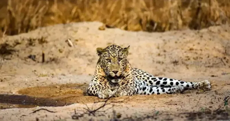 Leopard census to happen via camera trap technique