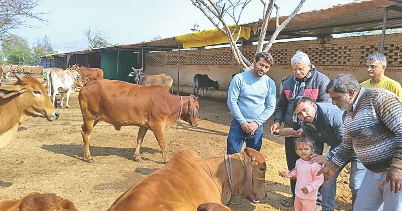 Makar Sankranti celebrated at Pandit Ji Ki Dhani Gau Dham