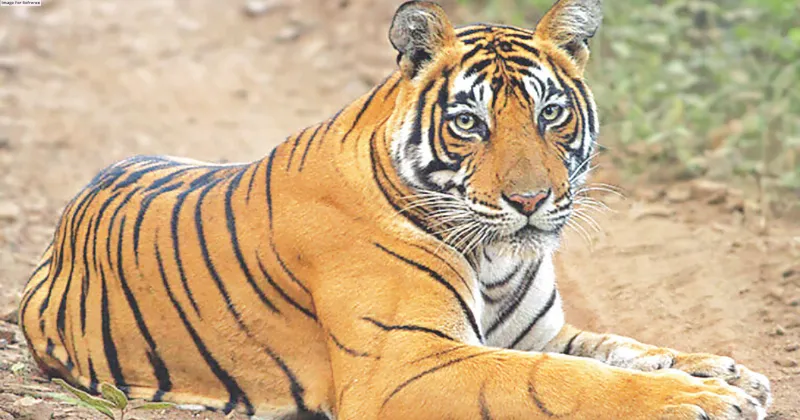 Wildlife Board approves blueprint for 6,000 sq km tiger corridor masterplan