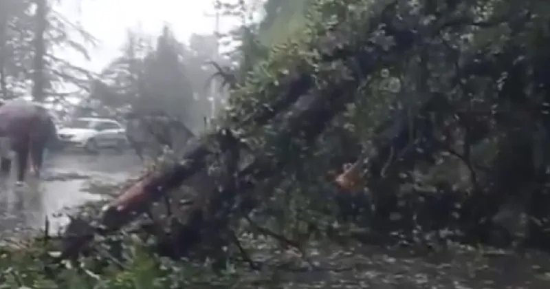 Heavy rains continue in Himachal: Tree falls near Sanjauli, vehicles damaged; forest team responds amid ongoing downpour