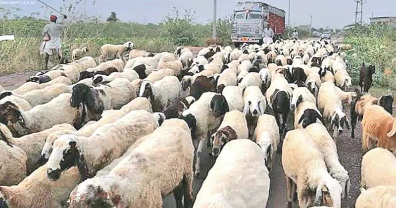 DEPLOYMENT OF TEACHERS FOR SHEEP MIGRATION SPARKS DEBATE