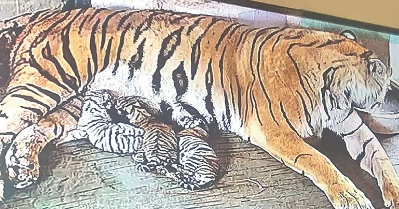 Tigress Rani and cubs now live on screen