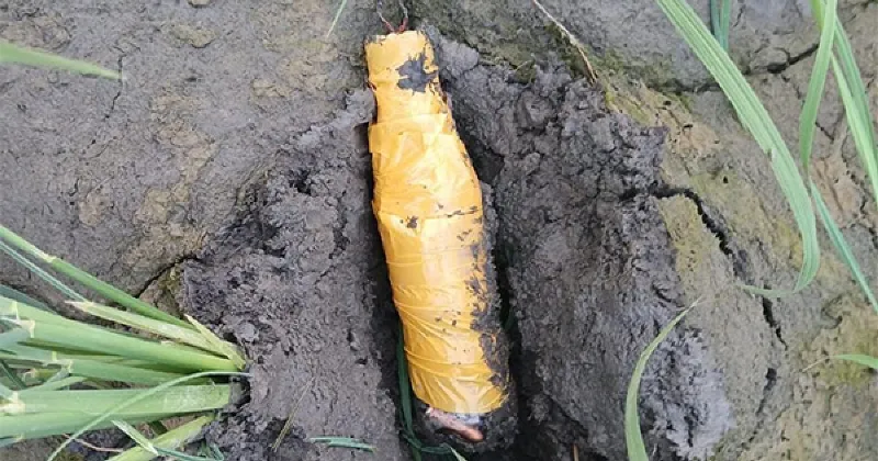 BSF recovers pistol parts, live rounds in Punjab's Tarn Taran