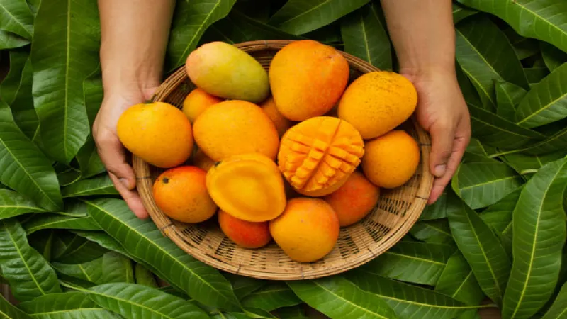 How the Mango Conquered the World: The Global Journey of India’s Favourite Fruit
