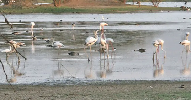 Raj CS directs Collectors to prepare district-wise wetland status report