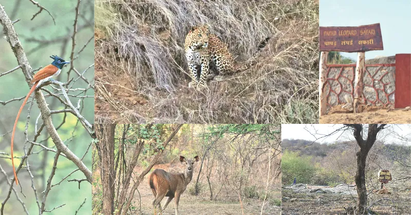 Beed Papad safari opens for public