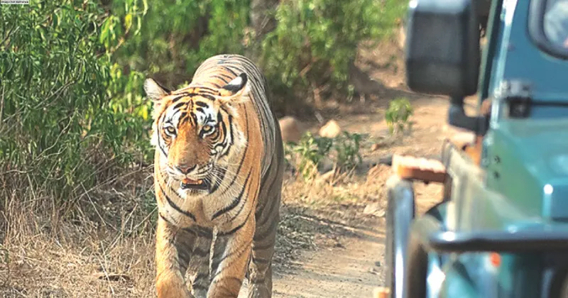 TIGER ATTACKS: PROBLEM OF PLENTY OR MISMANAGEMENT?