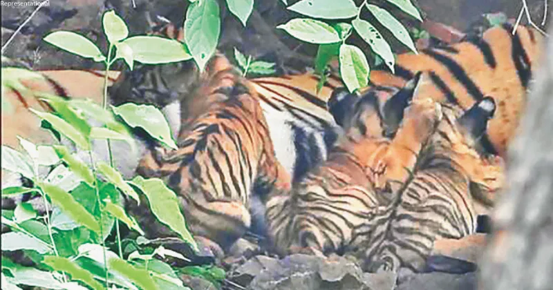 Three cubs of T-84 to be relocated across State for regional balance