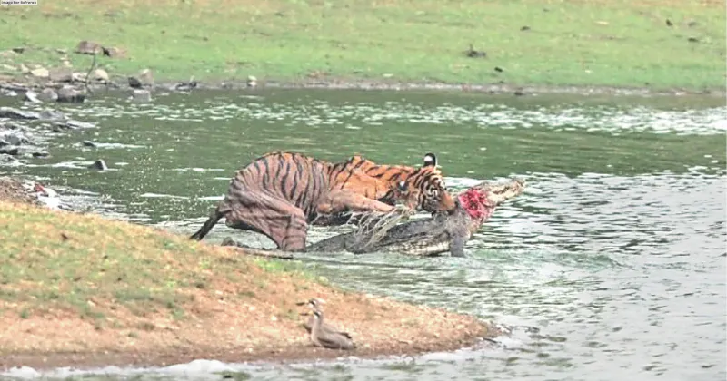 Tigress Arrowhead hunts crocodile in R’bore