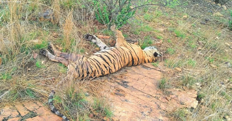 Ranthambore’s fearless queen bows out after epic final hunt