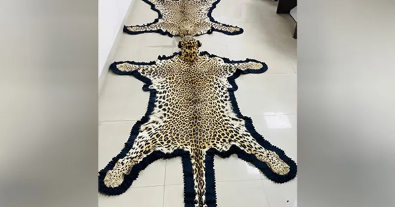 DRI seizes leopard skins and ivory in Ujjain, arrests two traders