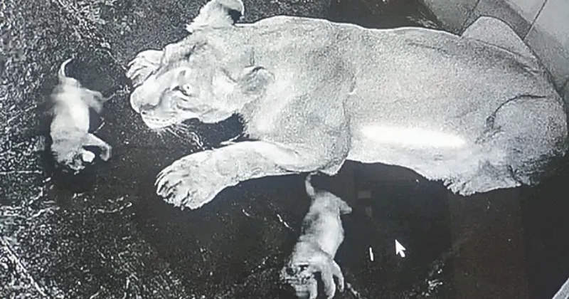2 lion cubs born to ‘Tara’ at Nahargarh Biological Park