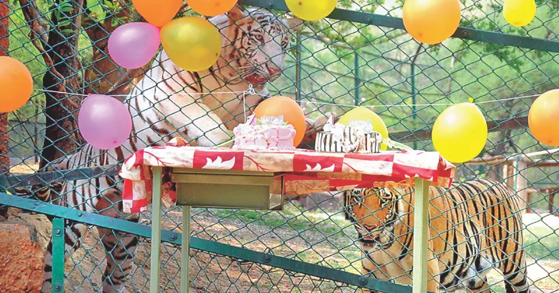 Two tiger cubs celebrate their first birthday