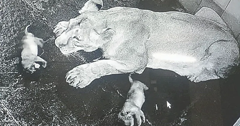 Female cub born to lioness Tara dies at Nahargarh Park