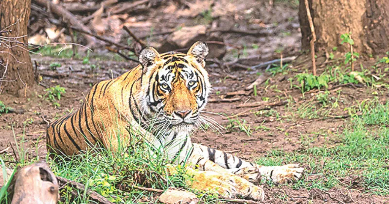 Tigers push beyond Sariska, moving to settle in Jaipur forests