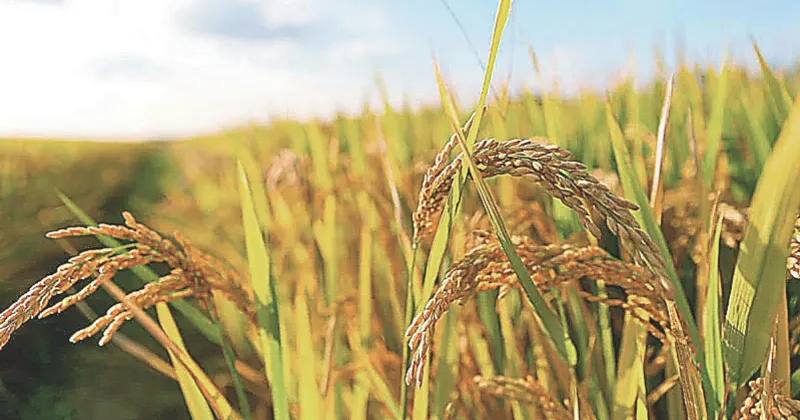 Kharif crop targets revised, focus on pulses & oilseeds