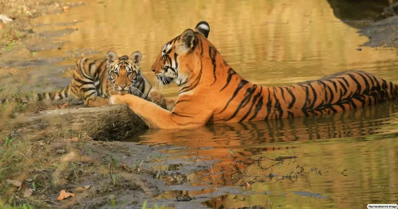 No action on probe reports of missing tigers & other issues