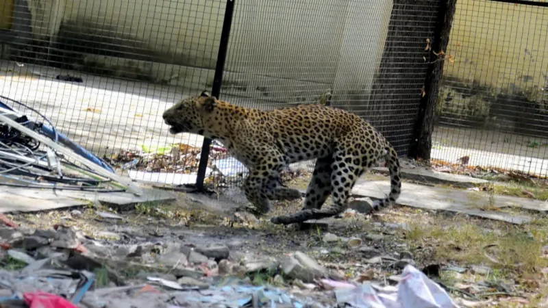 Expert shooter from Hyderabad roped in as search for man-eater leopard in Udaipur continues