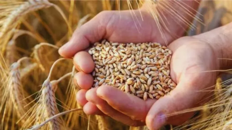 Cabinet approves MSP for Rabi crops for marketing season 2025-26