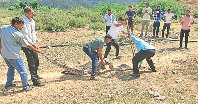 Longest & heaviest python rescued in Sariska