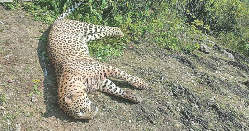 ‘Suspicious’ man-eater leopard killed in Udaipur