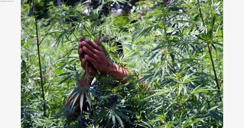 Himachal Police crack down on illicit drug trade, offer rehab programme to addicts