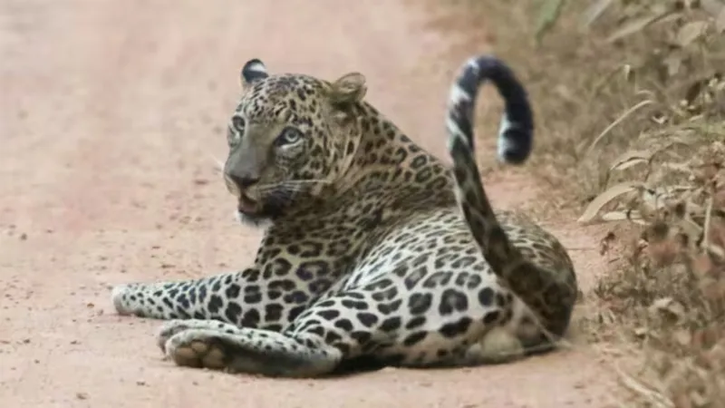 Search operation continues for leopard that 'killed' 3 people in Rajasthan's Udaipur