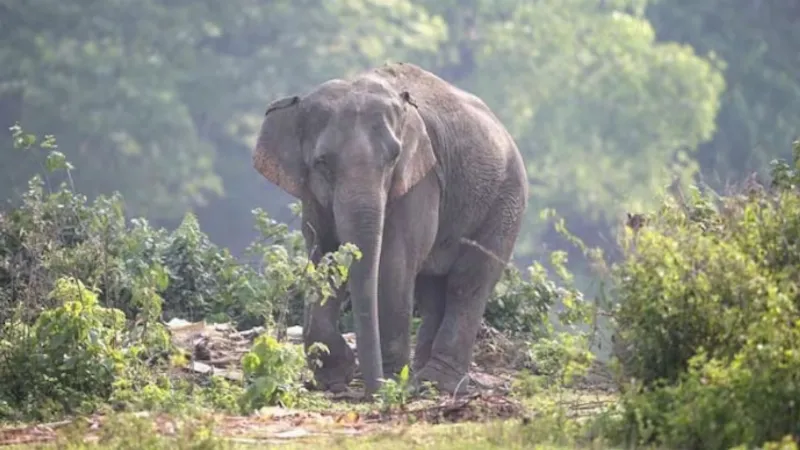 Man killed in elephant attack in Chhattisgarh’s Raigarh district