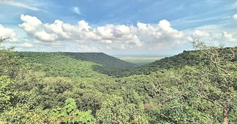 100,000 trees to be felled for power plant in Baran’s forests